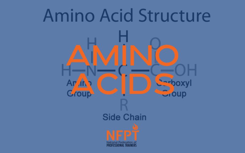 amino-acids-and-muscle-tissue:-what-personal-trainers-need-to-know
